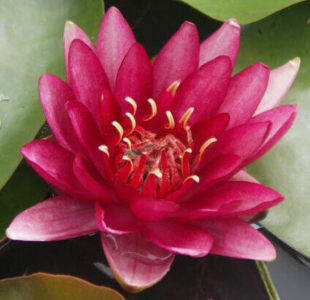 nenuphar.PNG