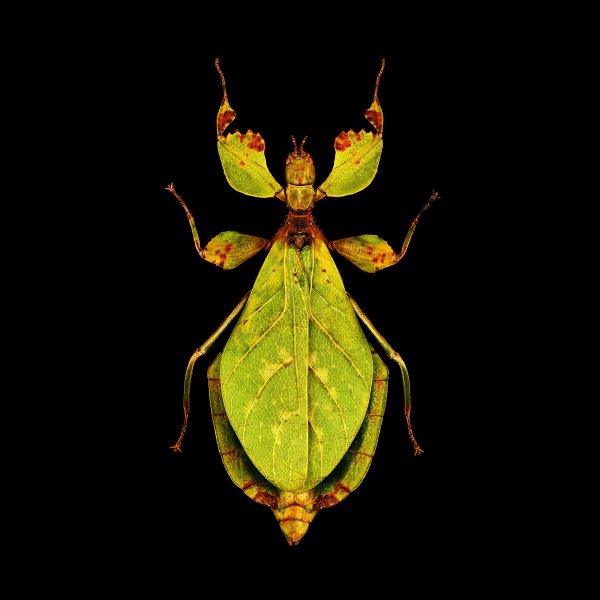 22_letirant_insecte_calibecran_largeur_2kpix1200x1200.jpg