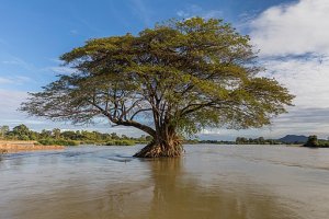 image 512pxFlooded_Albizia_Saman_rain_tree_in_the_Mekong_BasileMorin.jpeg (59.0kB)
