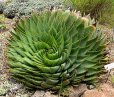 plante