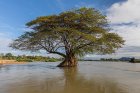 arbre